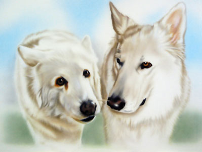 Tierportraits, Motiv: weiße Schäferhunde